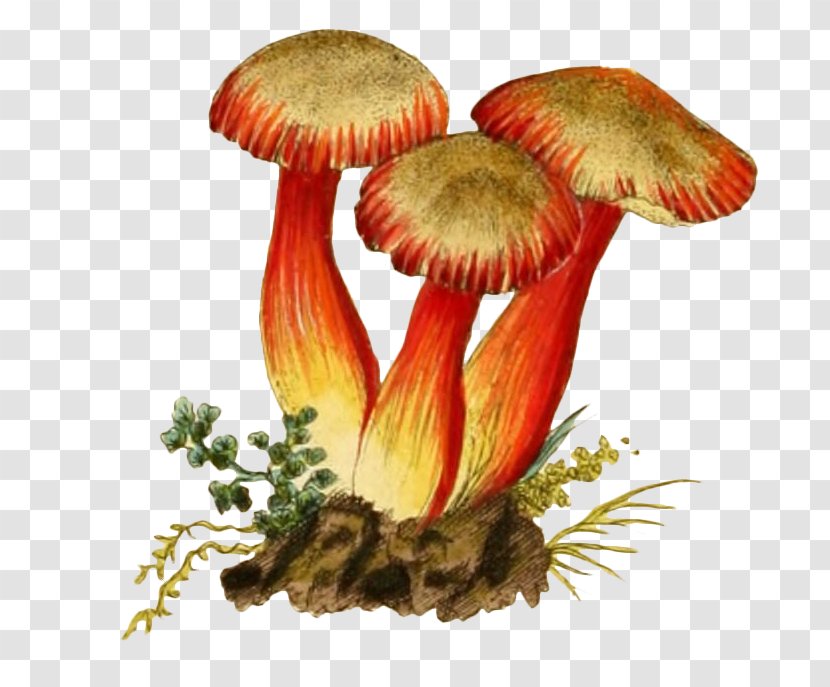Illustration - Ingredient - Hand Drawn Mushrooms Transparent PNG