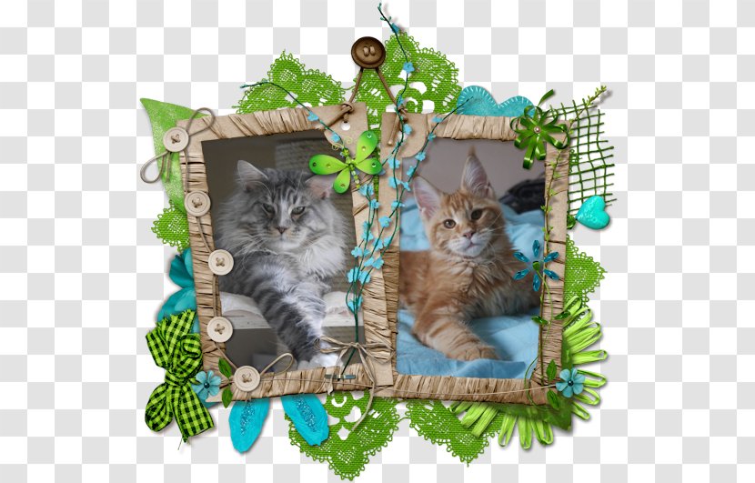 Picture Frames Photography Collage - Whiskers Transparent PNG