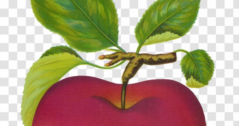 Apple Art Fruit Clip - Natural Foods Transparent PNG