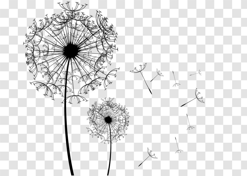 Pissenlit Common Dandelion Printing - Black - Drawing Transparent PNG