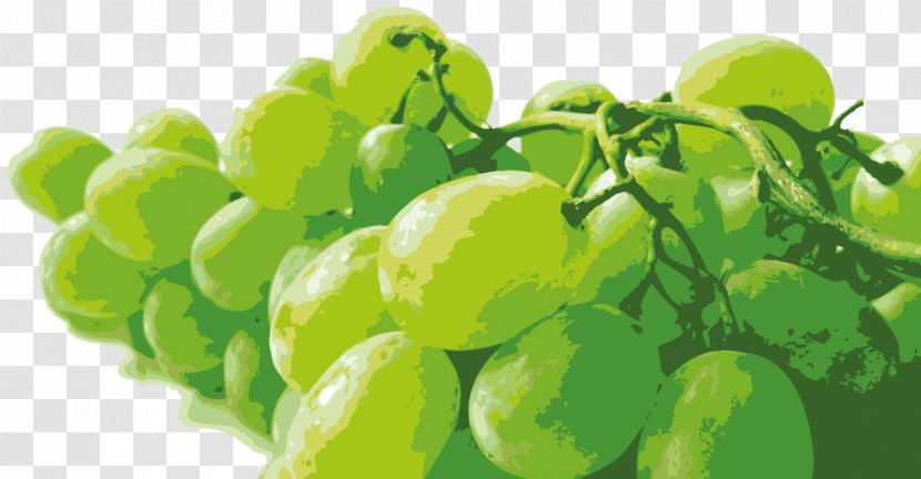 Grape Auglis Orange 141, Trai Cay Cao Cap - Grass - Le Thanh Ton GreenGrape Transparent PNG