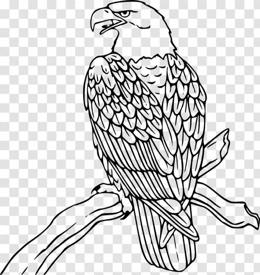 Bald Eagle Coloring Book Drawing Bird - Branch Transparent PNG