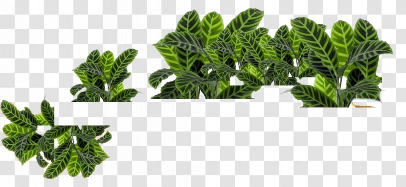 Plant Spinach - Leaf Vegetable - Green Branch Transparent PNG