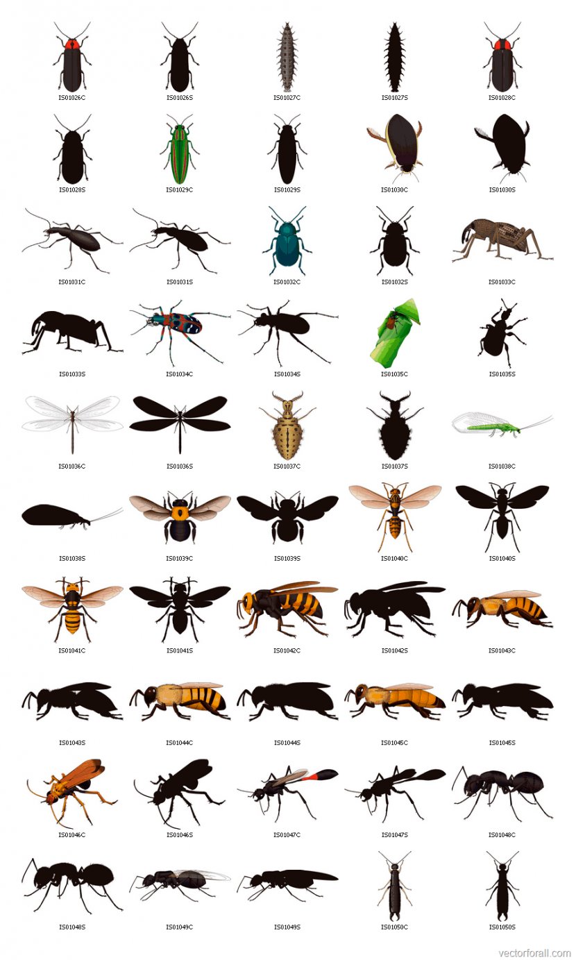 Insect Bee Clip Art - Flower - Mosquito Transparent PNG