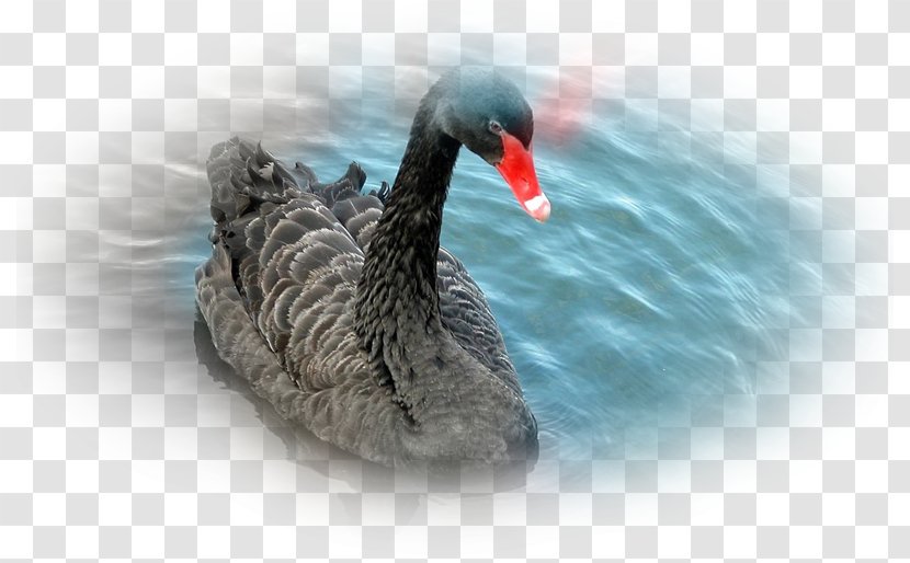 Water Bird Black Swan Feather White - Photography Transparent PNG