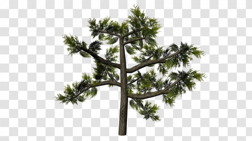 Twig Plant Stem Pine Family Pinaceae - Tree Transparent PNG