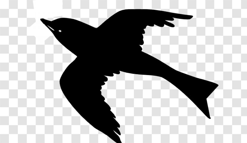 Common Blackbird Flight Crows Silhouette - Perching Bird Seabird Transparent PNG