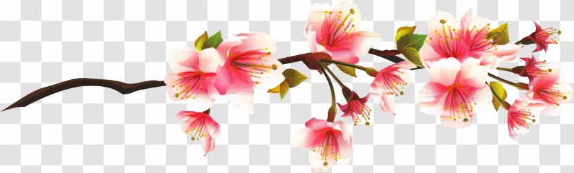 Cherry Blossom Clip Art Image - Branch - Peach Transparent PNG