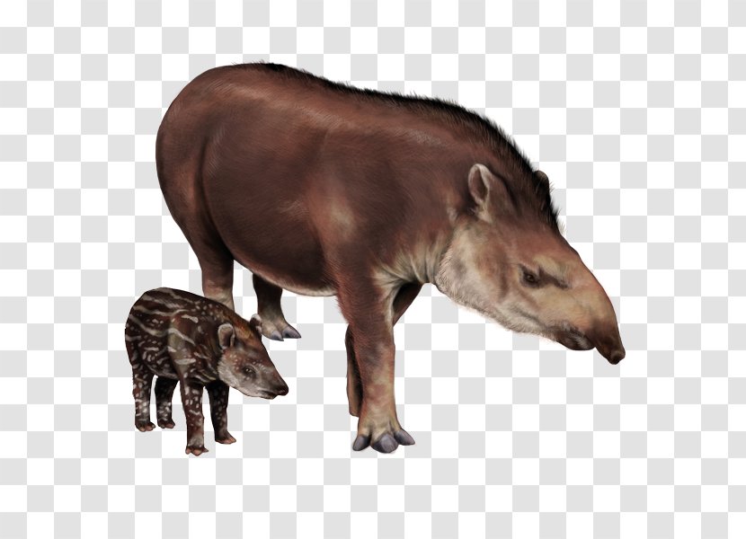 Tapir Snout Terrestrial Animal Wildlife Transparent PNG