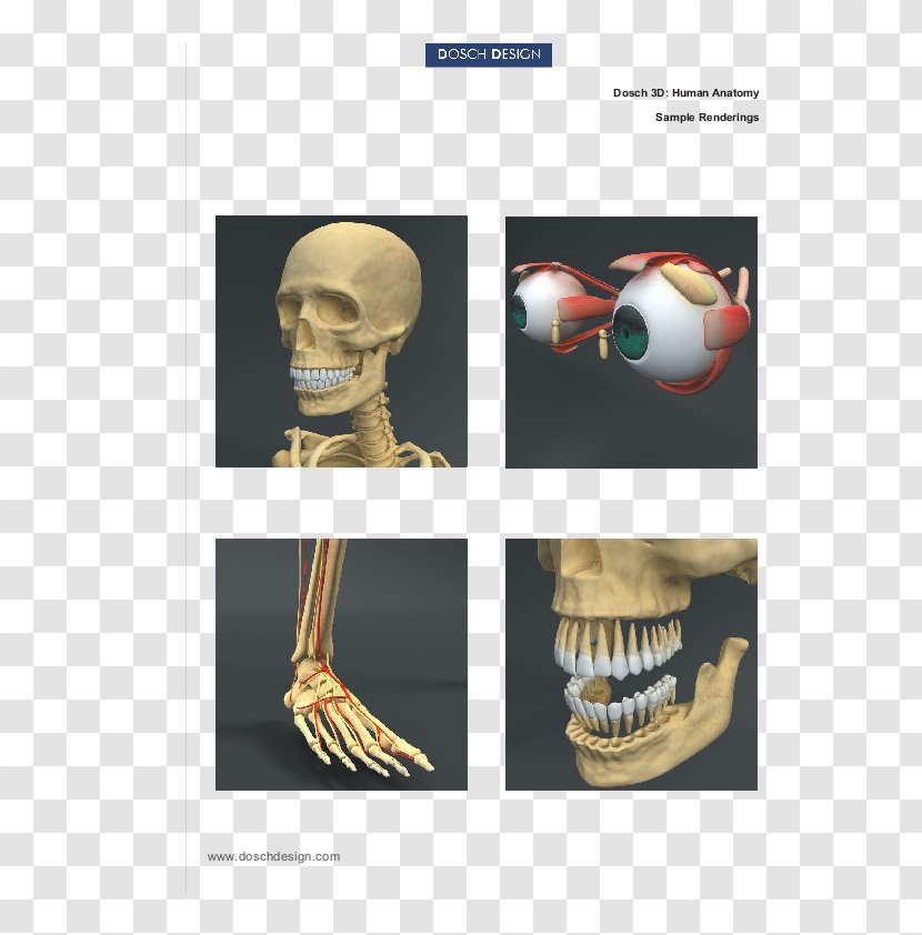 Human Anatomy Homo Sapiens Body Skeleton Transparent PNG