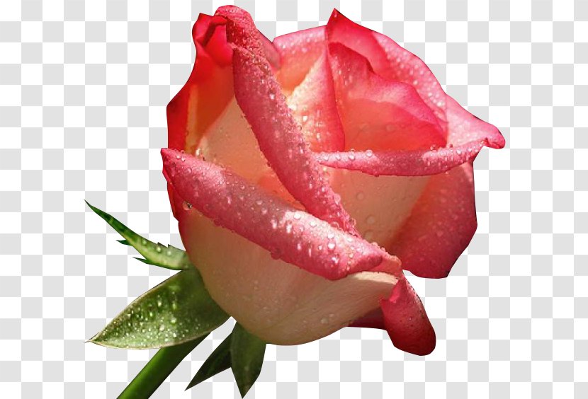 Love Rose Happiness Romance Transparent PNG