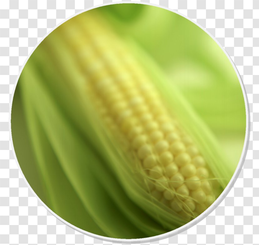 Corn On The Cob Maize Food Syrup Gluten-free Diet - Health Transparent PNG