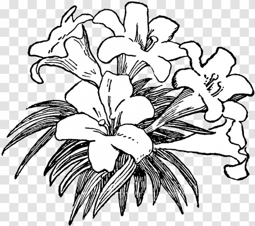 Flower Black And White Clip Art - Plant - Drawing Transparent PNG