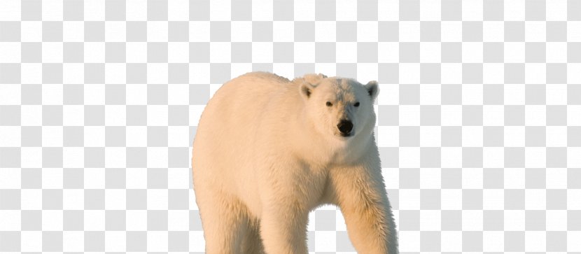 Polar Bear North Pole Carnivora Sea Ice - Carnivoran - Earth Hour Transparent PNG