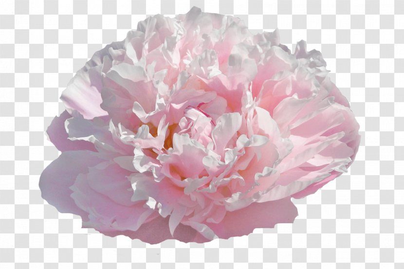 Chinese Peony Cut Flowers Gardening Transparent PNG
