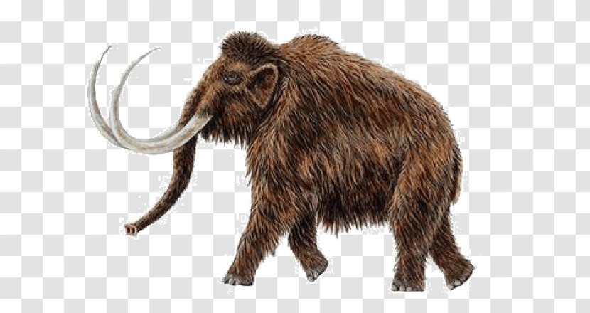 Woolly Mammoth Pygmy African Bush Elephant Mammal Extinction - Terrestrial Animal - Science Transparent PNG