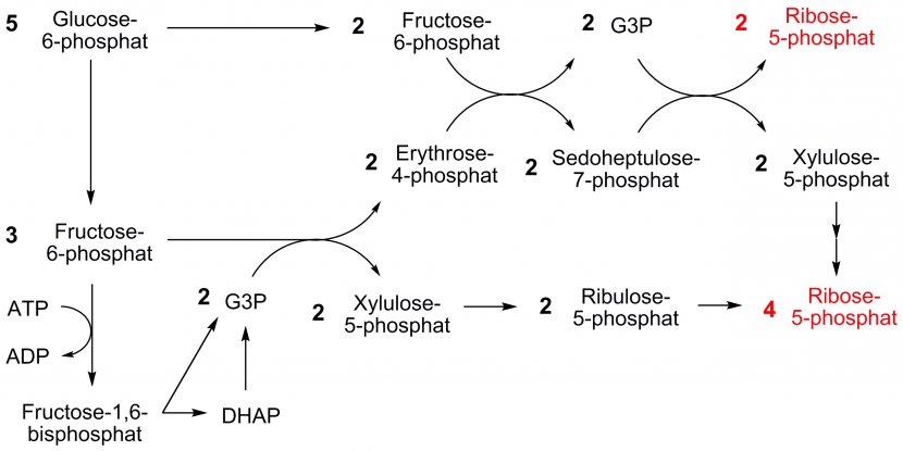 Pentose Phosphate Pathway Nicotinamide Adenine Dinucleotide Oxidative Stress Ribose 5-phosphate Calvin Cycle - Frame - Flower Transparent PNG