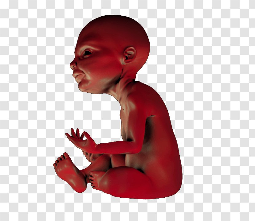 Mouth Jaw Child Joint Muscle - Figurine - Ready To Print Transparent PNG
