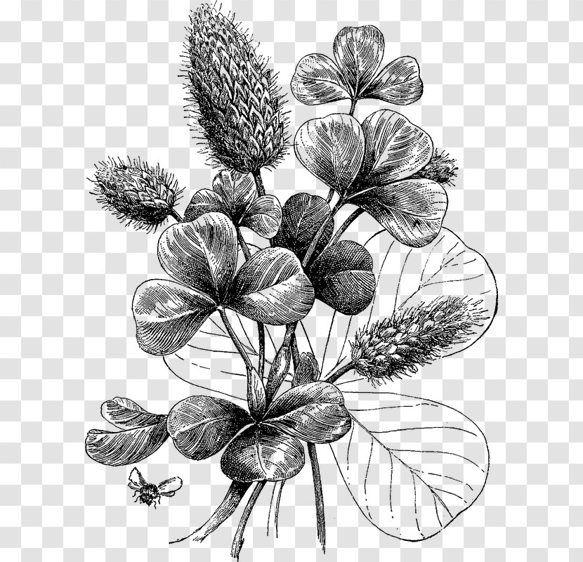 Botanical Illustration Black And White Printmaking Botany - Plum Blossom Pattern Transparent PNG