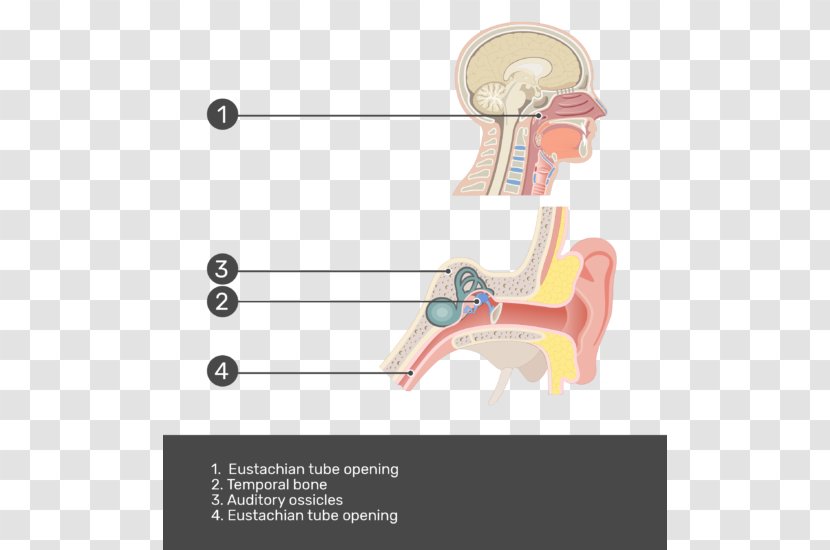 Eustachian Tube Middle Ear Pharynx Anatomy - Watercolor - Test Transparent PNG