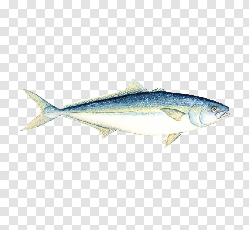 Fish Albacore Fin Oily - Products - Rayfinned Transparent PNG