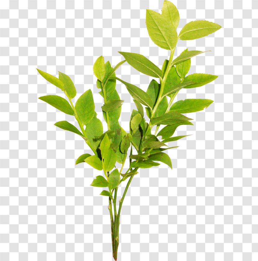 Green Tea Powder Extract Leaf - Yellow - Twigs Transparent PNG