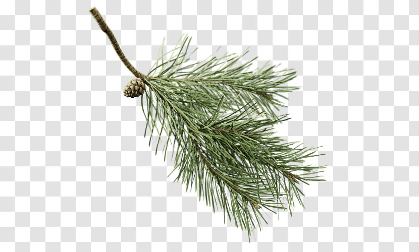 Fir Scots Pine Conifers Twig Branch - Evergreen - Oil Transparent PNG