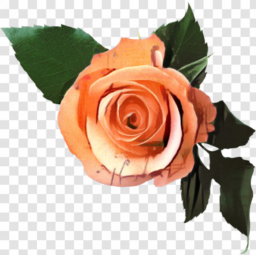 Garden Roses Flower Cabbage Rose Floribunda Van Eyck / Luc - Floristry - Botany Transparent PNG