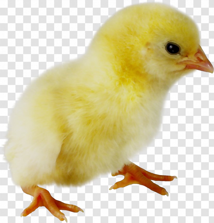 Chicken Bird Egg Beak Feather - Yellow - Biology Transparent PNG