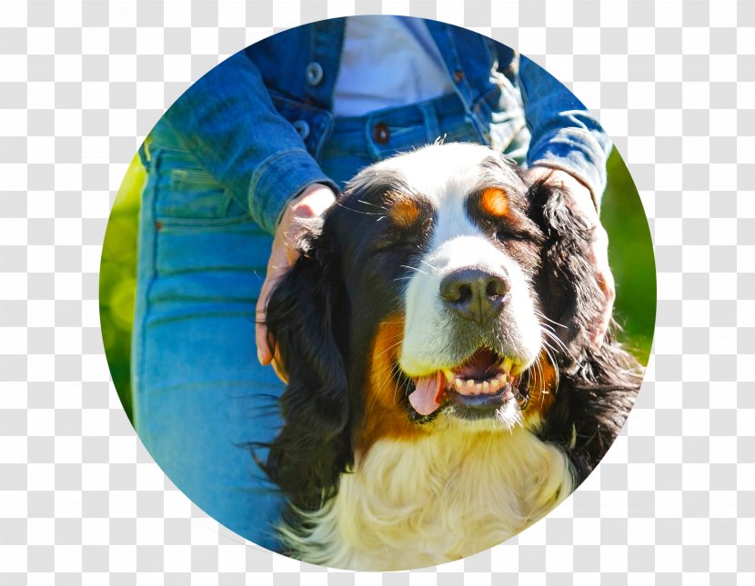 English Springer Spaniel Bernese Mountain Dog Greater Swiss Entlebucher Welsh - Grooming Transparent PNG