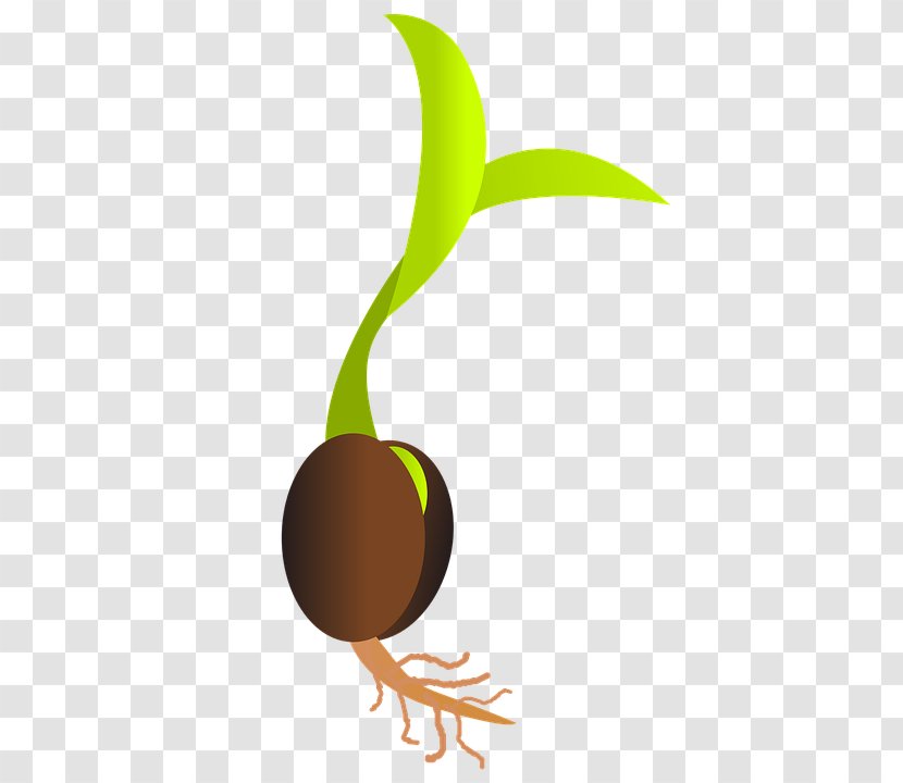 Germination Seed Sowing Sprouting Clip Art - Raster Graphics - Root Transparent PNG