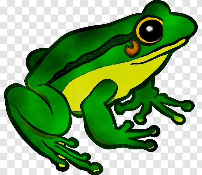Toad Flying Frog Clip Art Image - Shrub - Phyllobates Transparent PNG