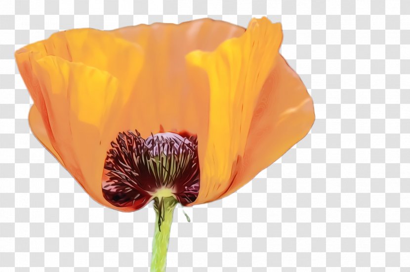 Blossom Background - Poppy Seed - Corn Coquelicot Transparent PNG