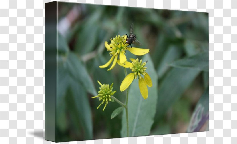 Honey Bee Flora Nectar Pollen - Pollinator Transparent PNG