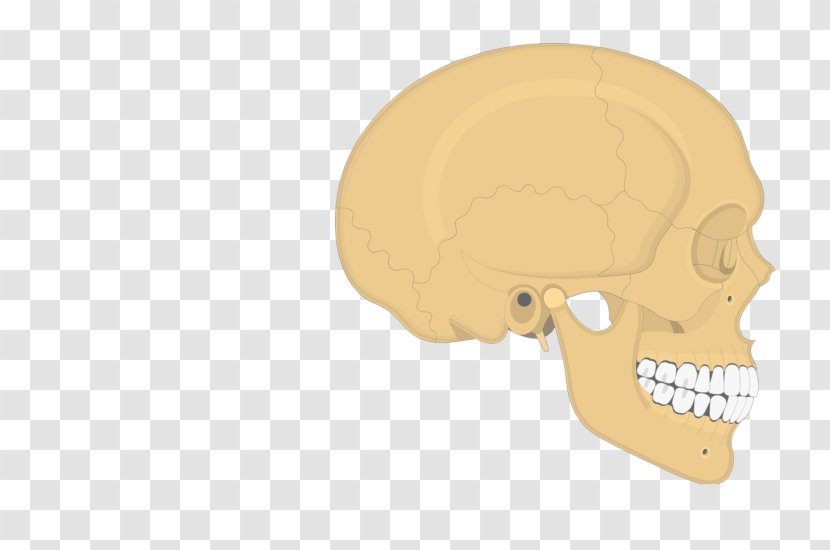 Skull Parietal Bone Occipital Temporal - Head Transparent PNG