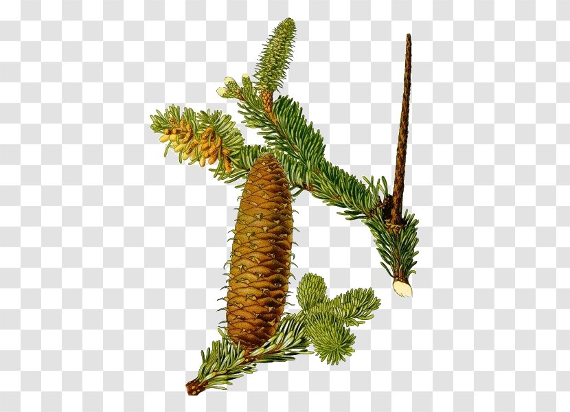 Abies Alba Plants Botany Pine Norway Spruce - White Fir Transparent PNG