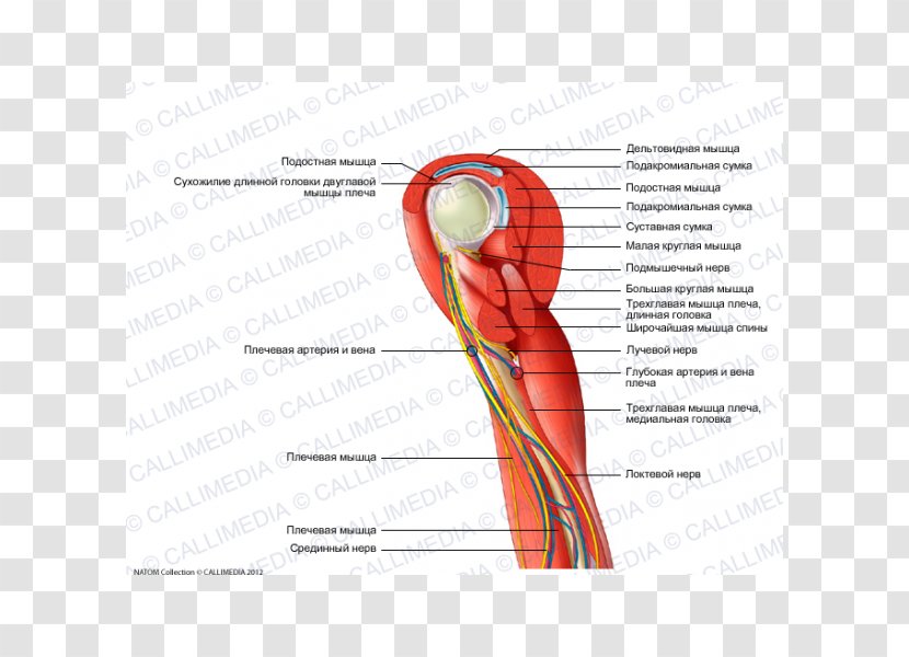 Thumb Shoulder Nerve Muscle Blood Vessel - Flower - Arm Transparent PNG