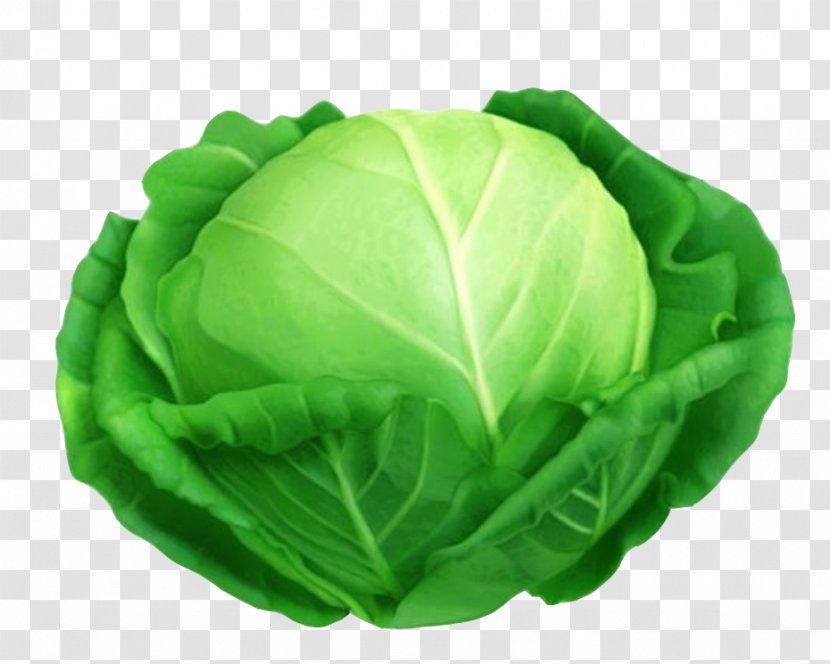 Red Cabbage Savoy Leaf Vegetable - Green Transparent PNG