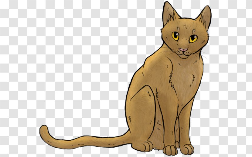 Korat Whiskers Wildcat Domestic Short-haired Cat Red Fox - Vertebrate Transparent PNG