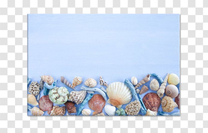 Seashell Stock Photography Conchology - Wood Transparent PNG
