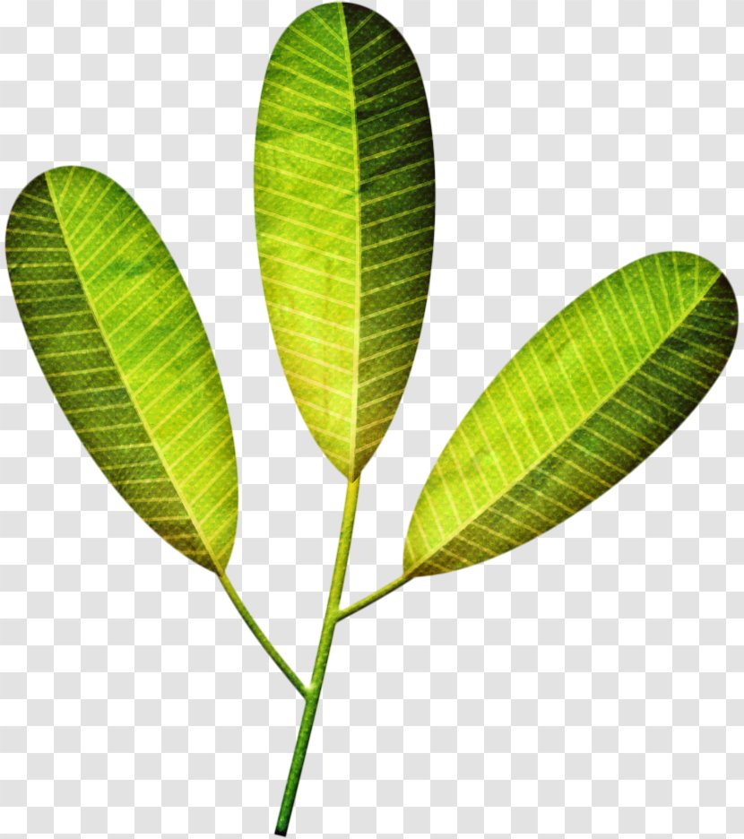 Drawing Leaf Photography Painting - Plant Transparent PNG