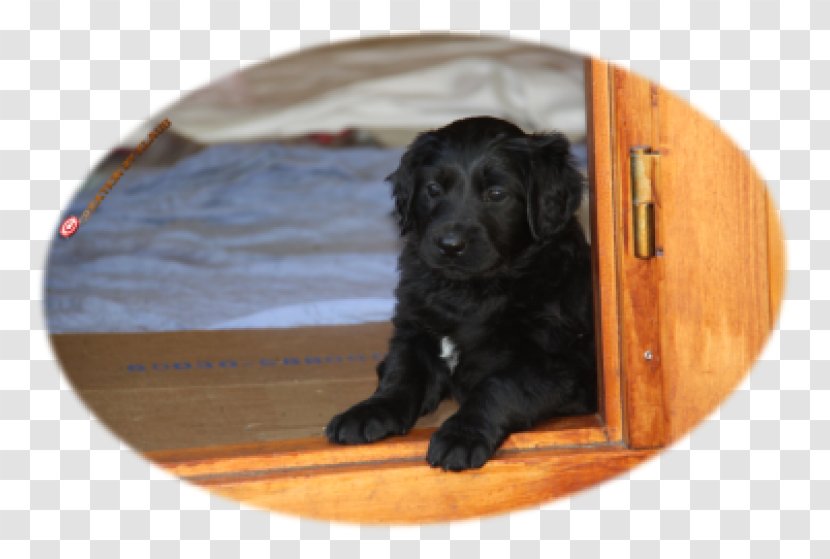 Boykin Spaniel Field Flat-Coated Retriever Cockapoo Puppy - Dog Breed Transparent PNG