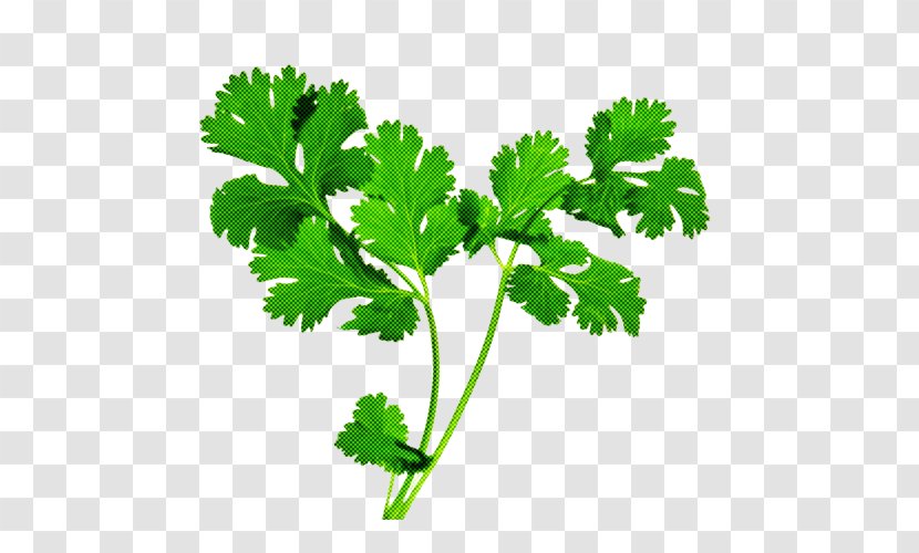 Parsley - Flower - Herbal Family Transparent PNG