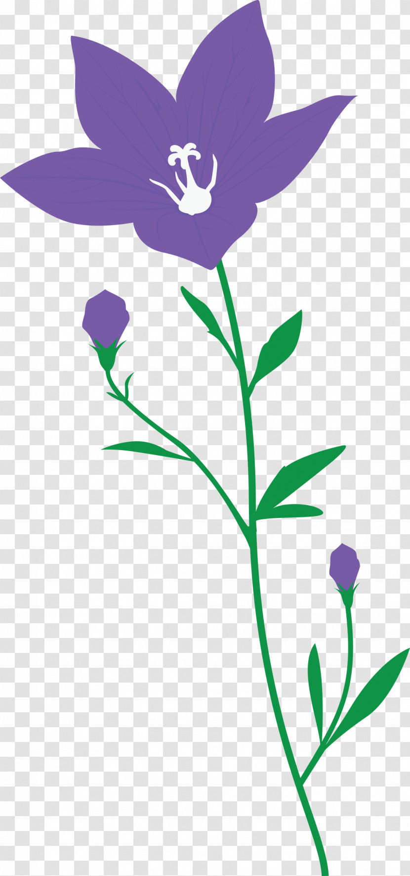 Balloon Flower Transparent PNG