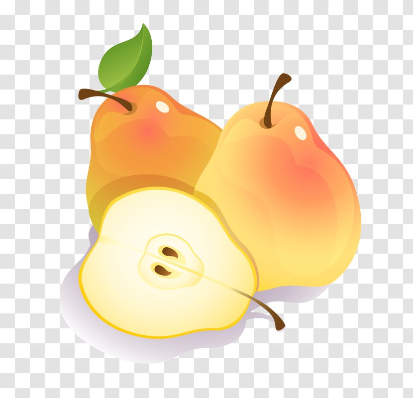 Vector Graphics Clip Art Fruit Asian Pear - Chinese White - Articulate Cartoon Transparent PNG