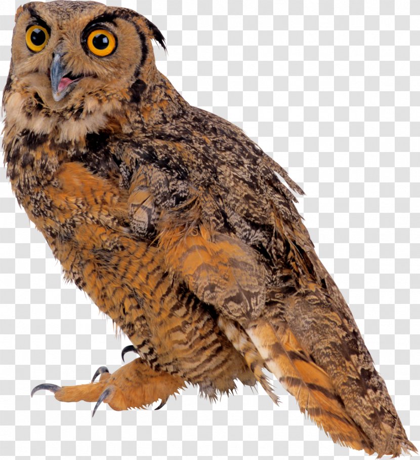 Great Grey Owl Bird Eurasian Eagle-owl - Flight - Egyptian Pound Transparent PNG