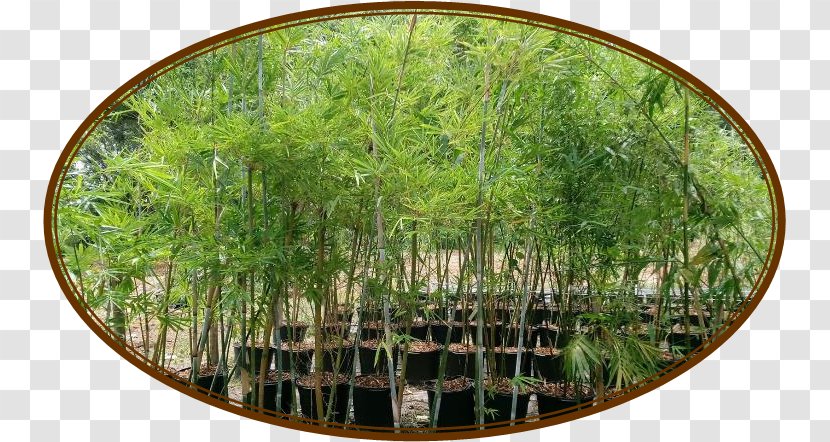Melbourne Bamboo Winter Garden Plant Mossy Oak Fence Company Transparent PNG