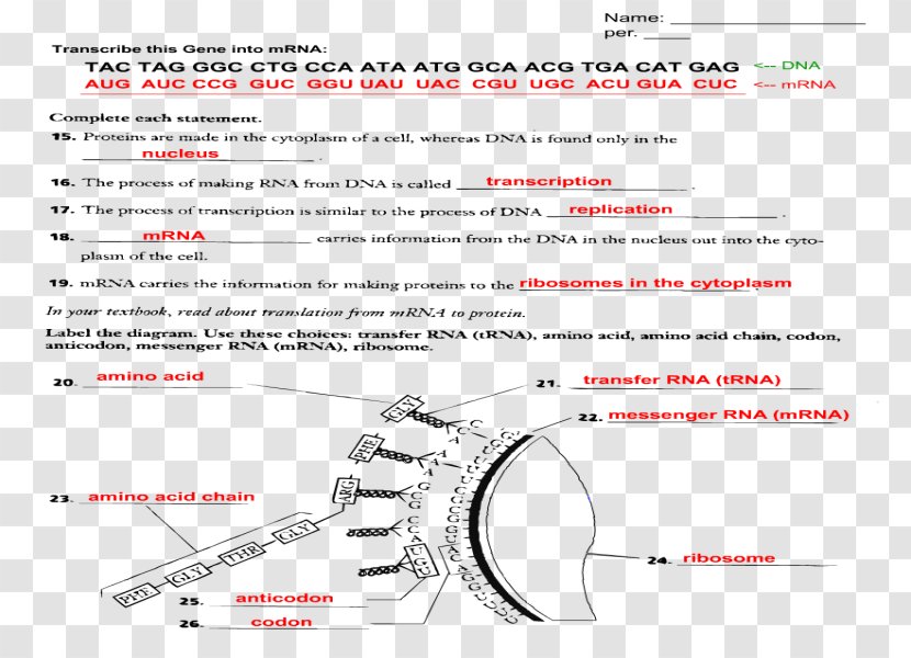 Translation Worksheet Text Transcription - Parallel Transparent PNG