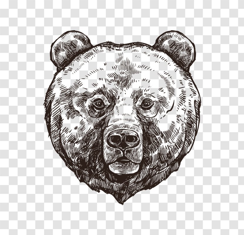Grizzly Bear Polar Sketch - Head Transparent PNG
