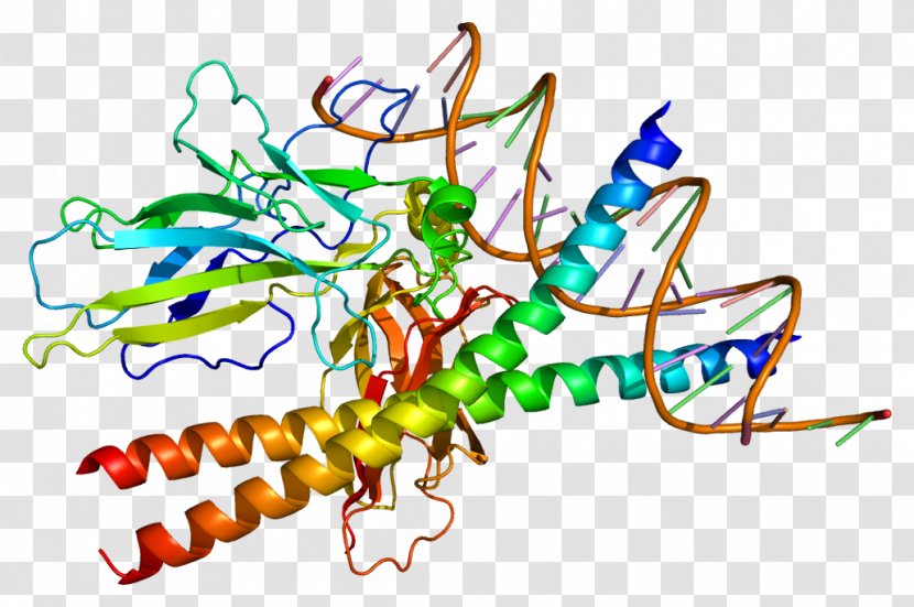 NFATC2 Protein Gene Expression - Tree - Artwork Transparent PNG